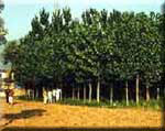 Agro-forestry Model 