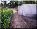 Research 			Nursery Johron (Paonta Sahib) HP