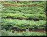 Transplanted 			Spruce in nursery beds 