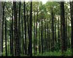 CPT's of Chir Pine 