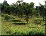 Clonal 			Seed Orchard : Dalbergia sissoo