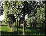 Agro-forestry Model