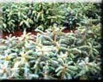 Transplanted 			Silver fir in nursery beds 