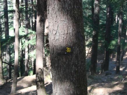 Silver fir forest -A view