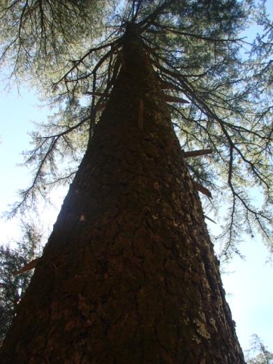 Silver fir forest -A view