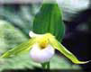 Lady Slipper