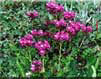 Pedicularis 
