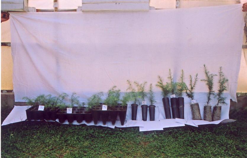 Transplanted Silver fir in nursery beds