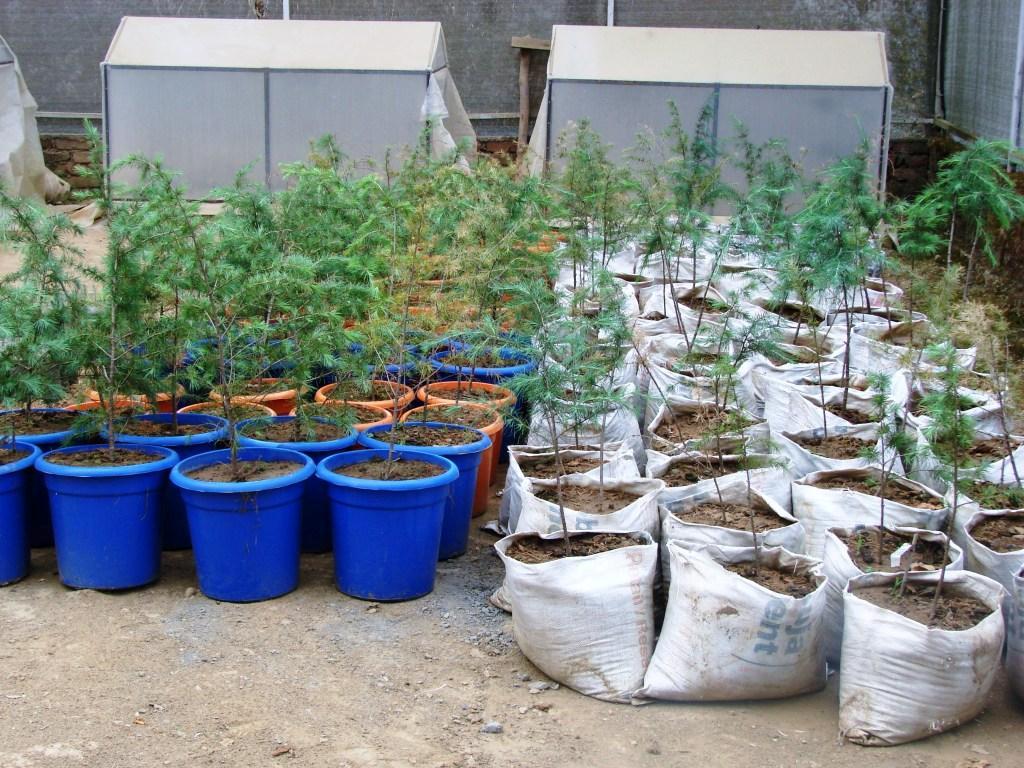 Transplanted Silver fir in nursery beds