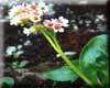 Bergenia                                                                                              stracheyi   