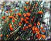 Ephedra gerardiana Wall.