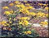 Ferula jaeshkeana Vatke 