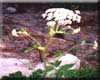 Heracleum lanatum Michx