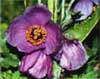Meconopsis aculeata Royle 