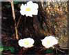 Podophyllym hexandrum Royle.