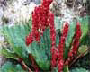 Rheum moorcroftianum Royle