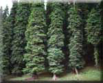 Silver fir forest -A view
