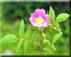Rosa macrophylla 