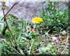 Taraxacum officinale